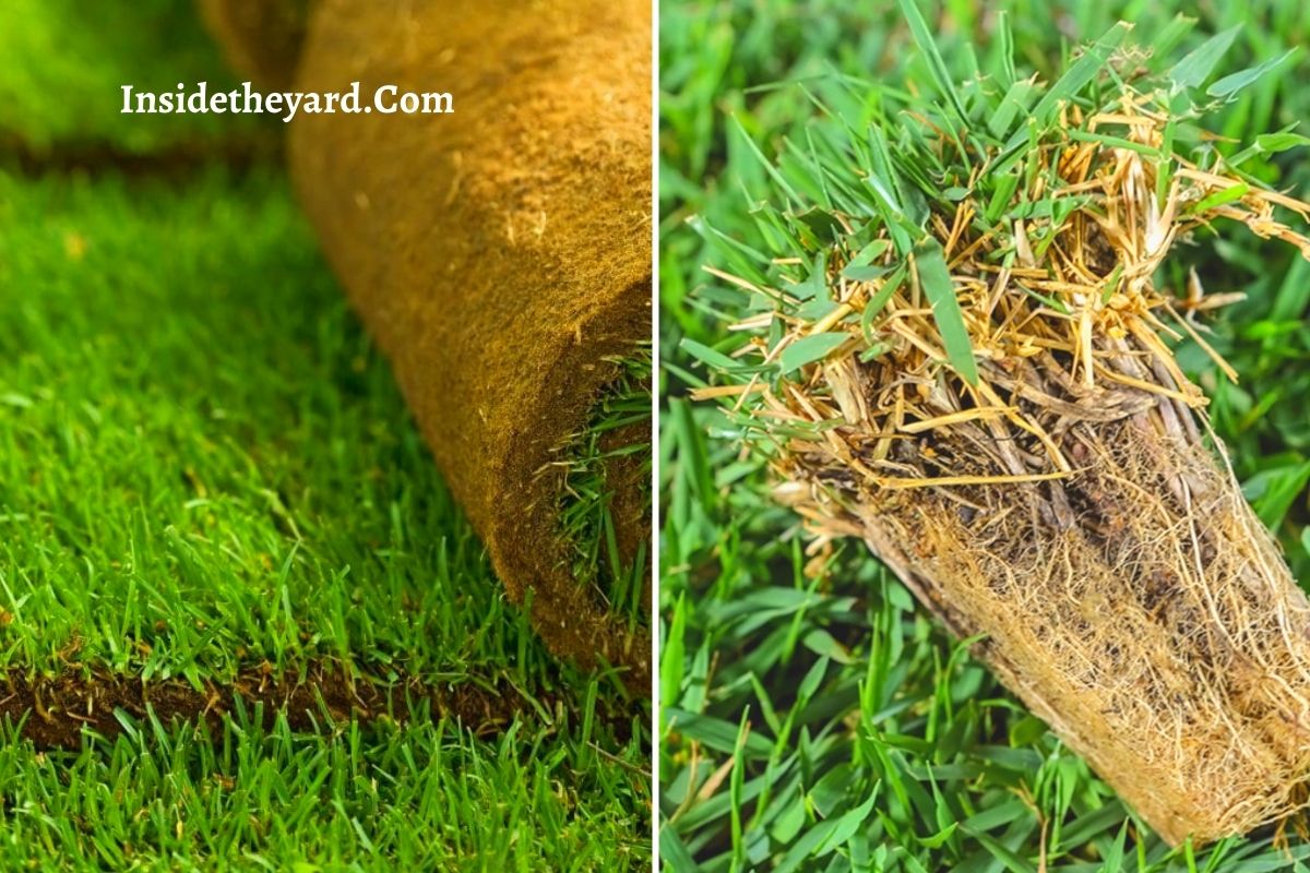 Tiftuf Bermuda Vs Zoysia Which One Is Better For You Outdoorstip