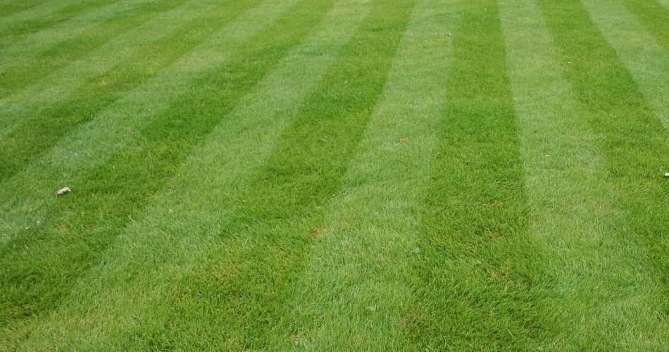 striped-lawn