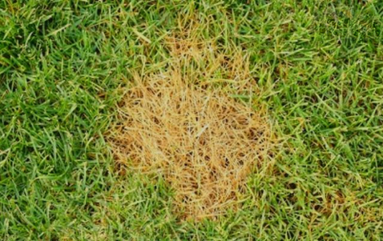 how to fix burnt grass