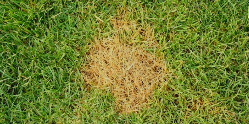 how to fix burnt grass