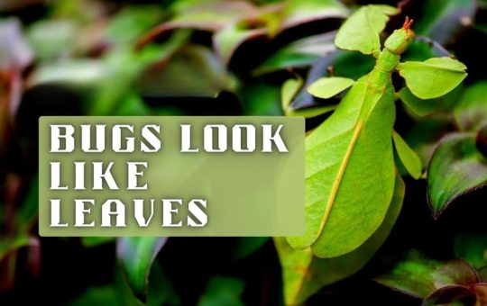Bugs-look-like-leaves