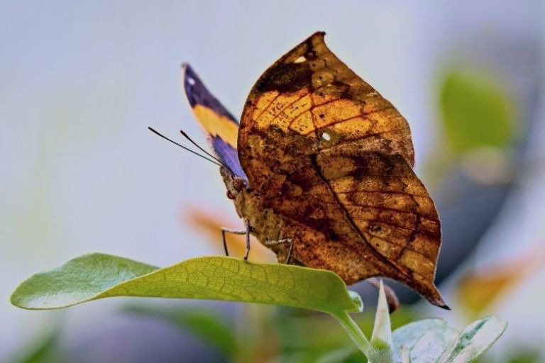 Dead Leaf Butterfly/Leaf Mimicry Moth