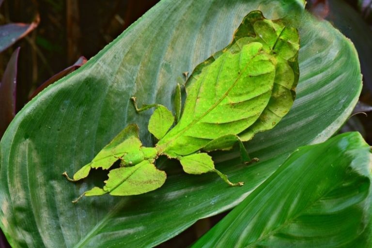 Malaysian Giant Leaf Insect