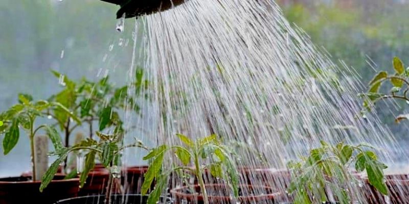 how to soften hard water for plants