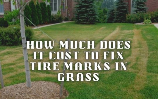 Tire Marks In Grass