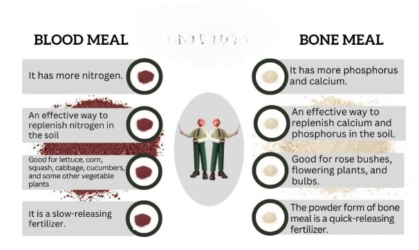 A Quick Comparison of Blood Meal and Bone Meal