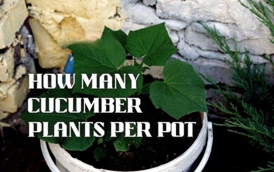 How many cucumber plants are planted in a pot