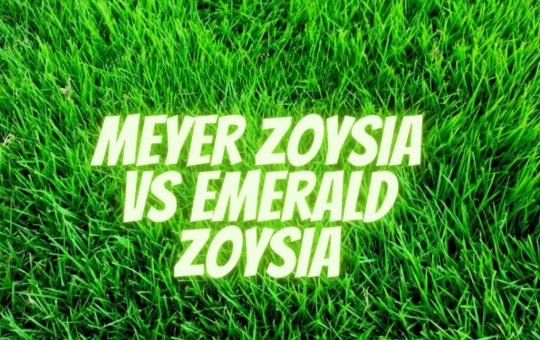 Meyer Zoysia vs Emerald Zoysia