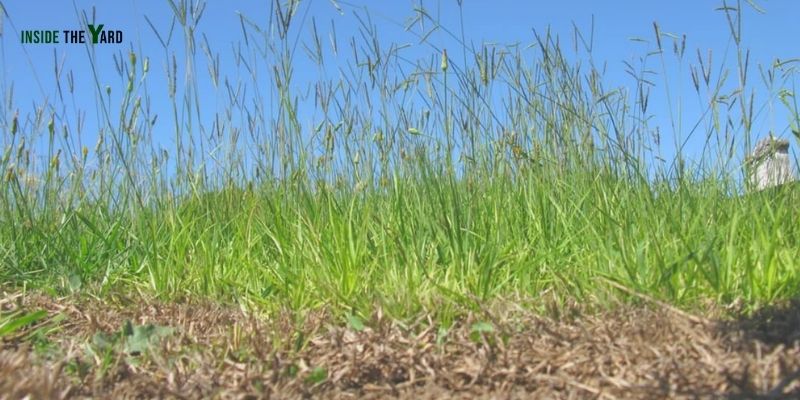 Bahia Grass Pros And Cons