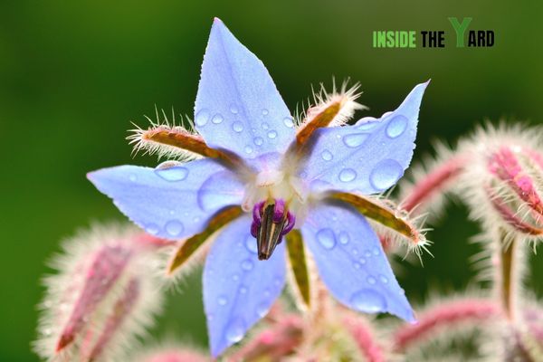 Borage