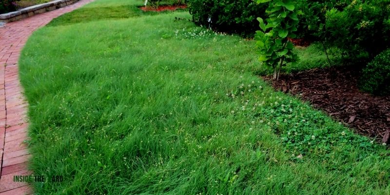 Buffalo Grass Pros and Cons