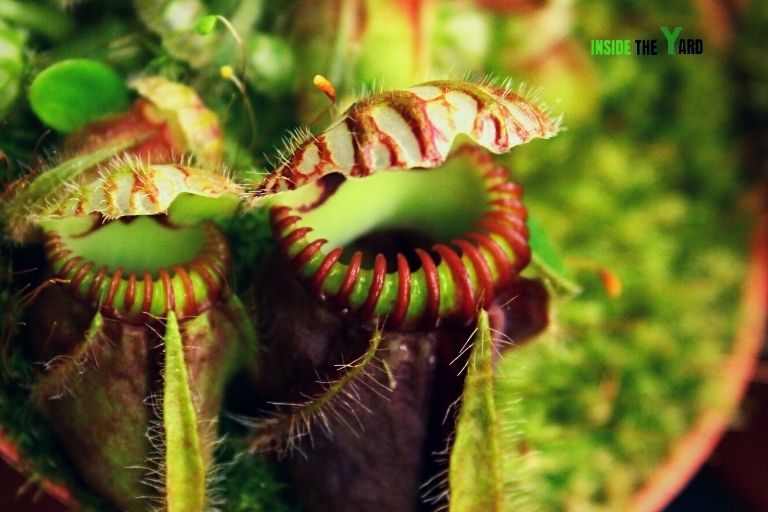 Cephalotus follicularis