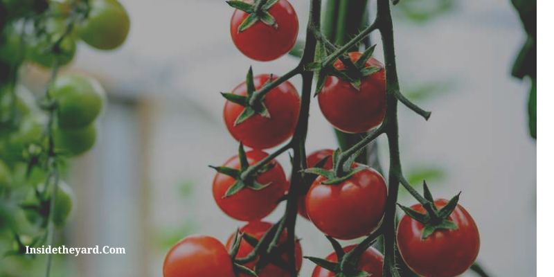 cherry tomato sun requirements