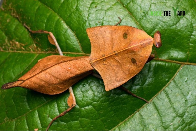 Dead Leaf Mantis