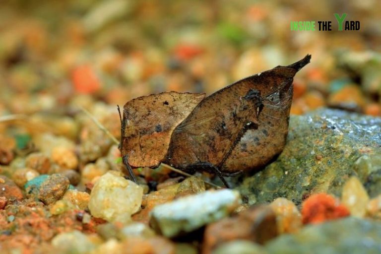 Dried-leaf Grasshopper