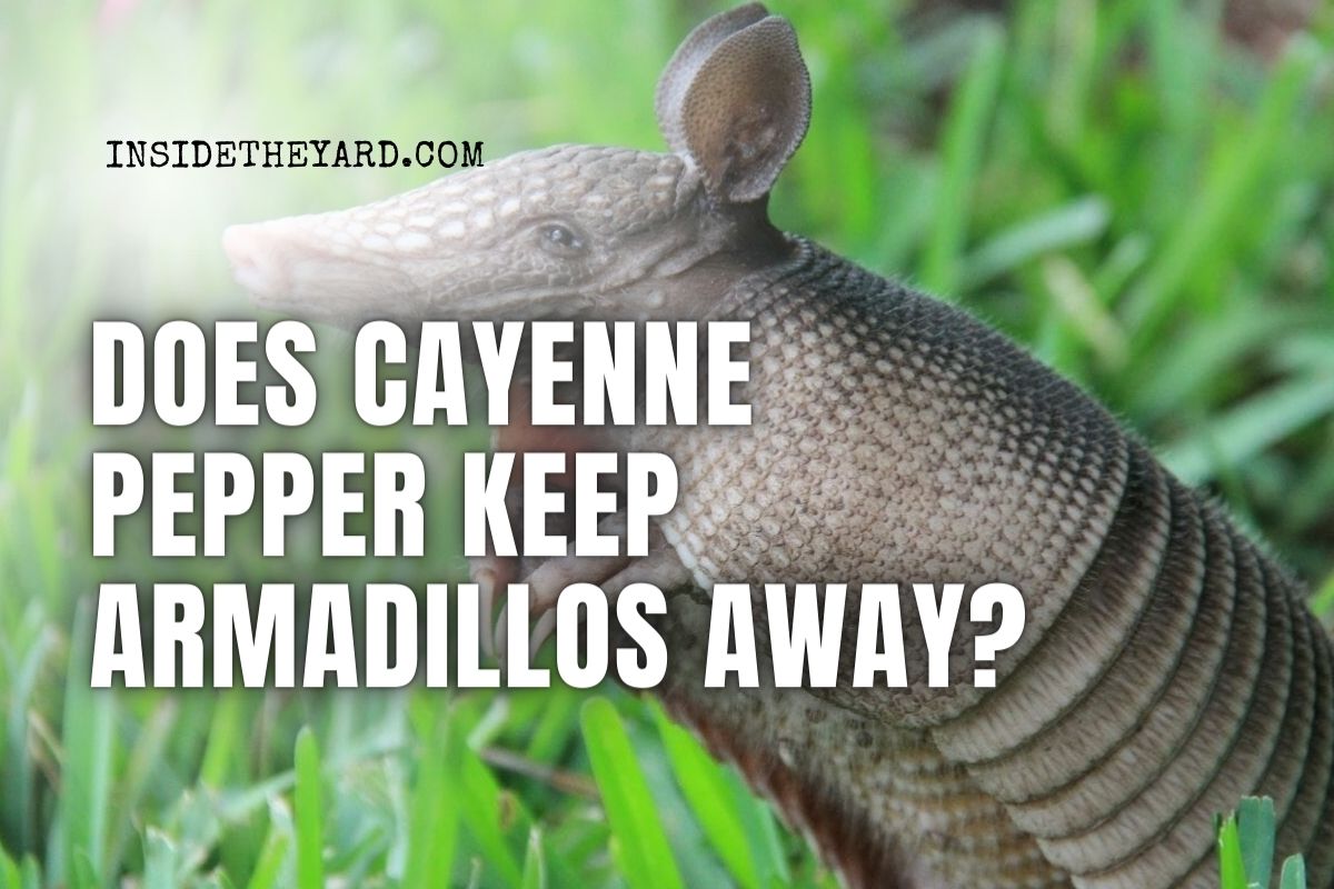 Is Cayenne Pepper Effective at Deterring Armadillos? Everything You