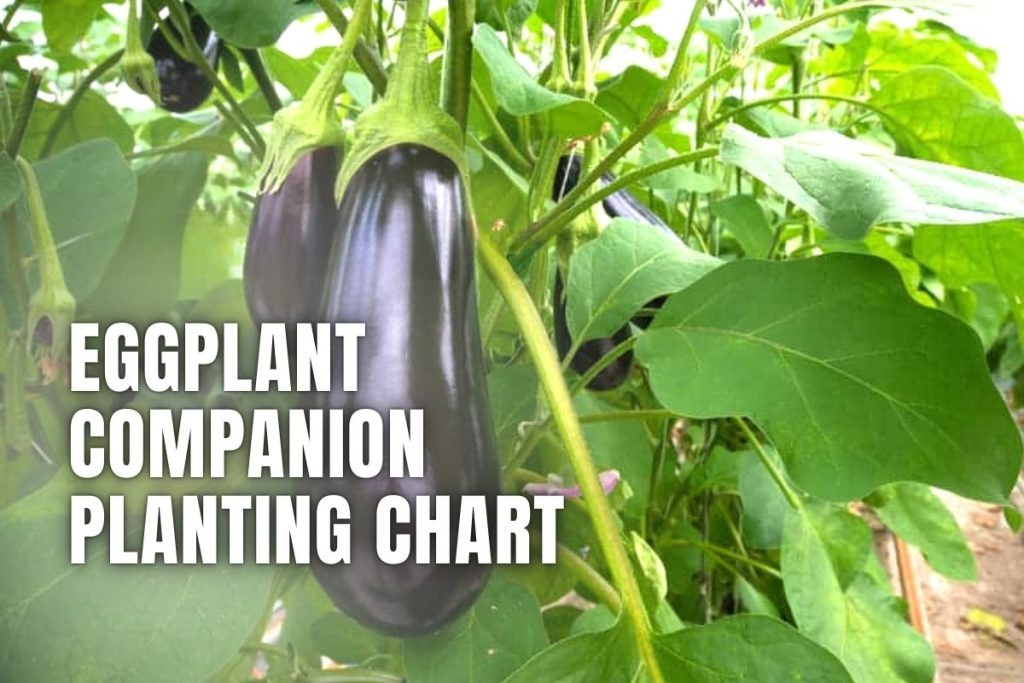 To Find the Best Eggplant Companion Planting Companions, Use This Chart ...