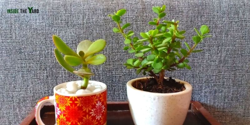 Elephant Bush Vs Jade Plant