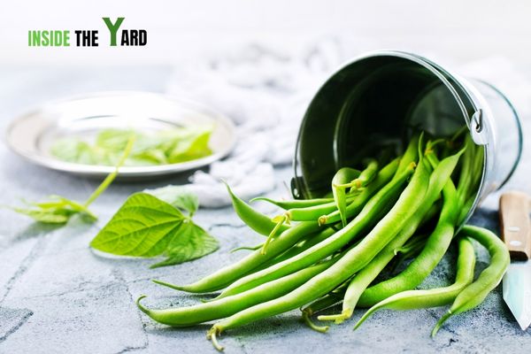 Green-beans