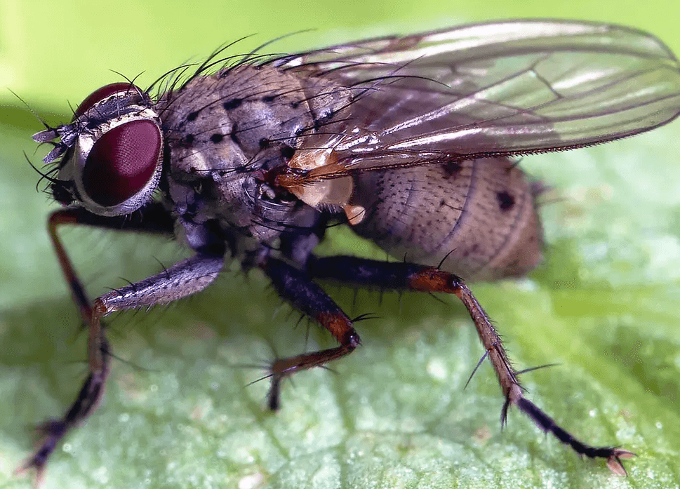 How to Get Rid of House Flies With Vinegar?