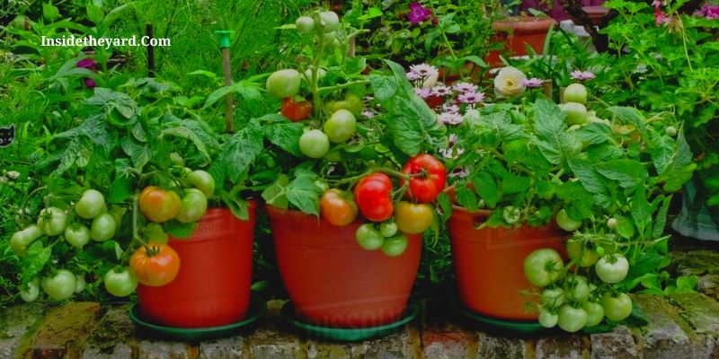 how many cherry tomato seedlings per pot