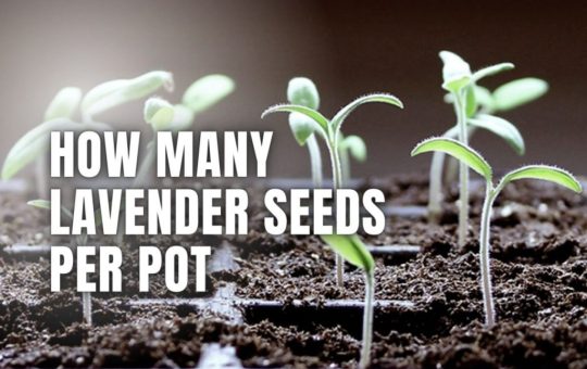 lavender seeds per pot