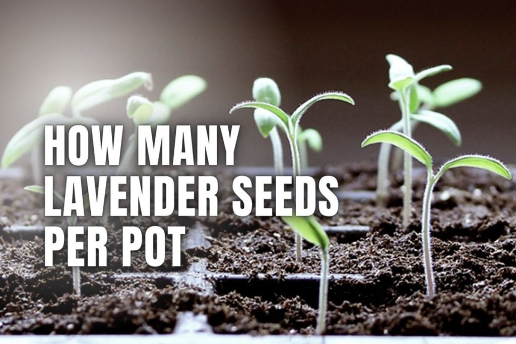 How Many Lavender Seeds Should You Plant in a Pot? Outdoorstip