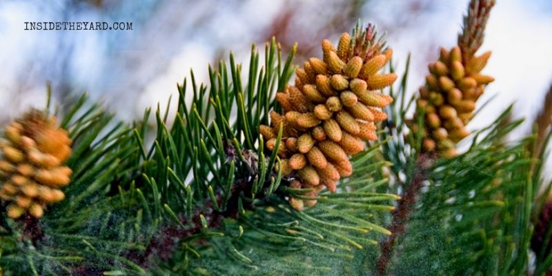 How Much Water Does A Pine Tree Drink A Day