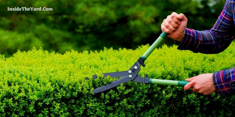 How to Bid Trimming Bushes
