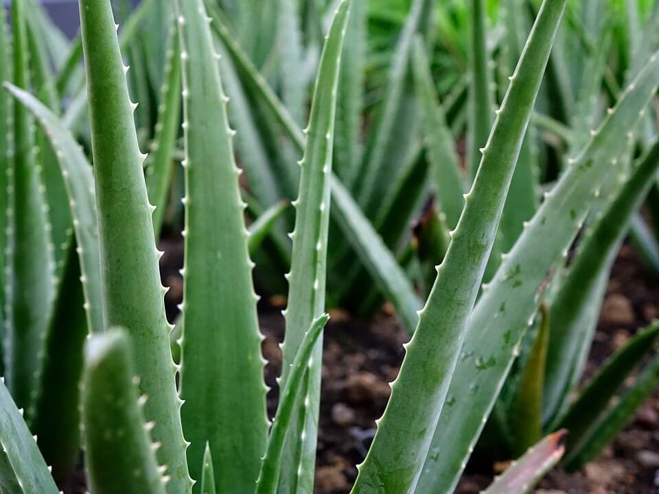 The Proper Way to Trim an Aloe Vera Plant - Acquiring the Appropriate Trim