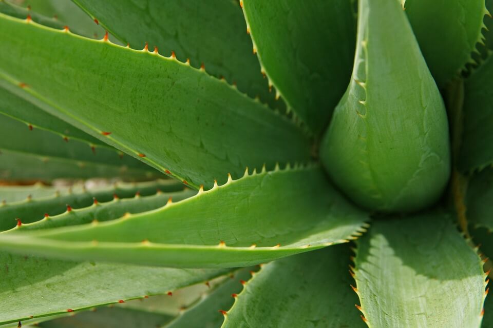 How to Cut Aloe Vera Plant Without Killing it - Getting the Right Cut