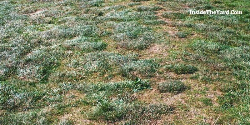 How To Fix Trampled Grass