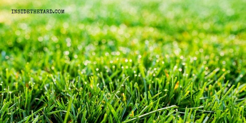 How To Get Rid Of Fine Fescue Grass