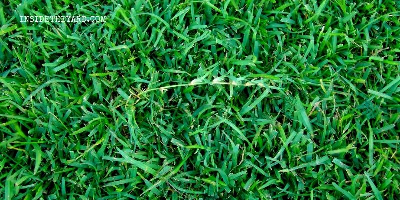 How To Lower pH In Centipede Grass