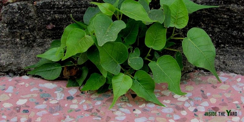 How to Remove Peepal Tree from Wall