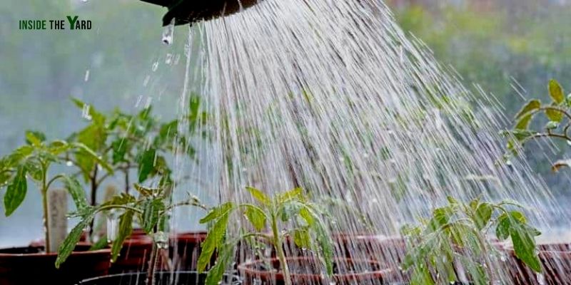 How to Soften Hard Water for Plants