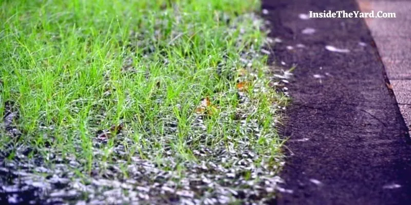 How To Water Grass Between Sidewalk And Street