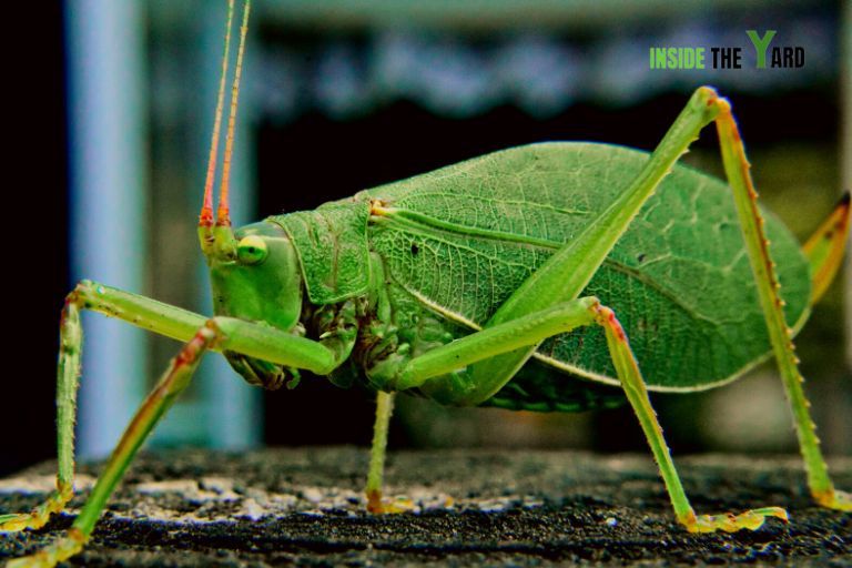 Katydid