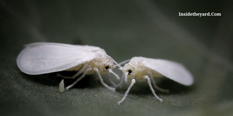 life cycle of whiteflies