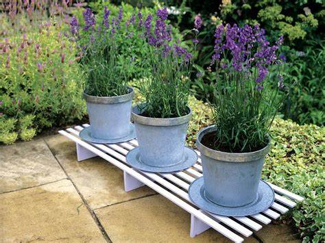 How Many Lavender Seeds Should You Plant in a Pot?