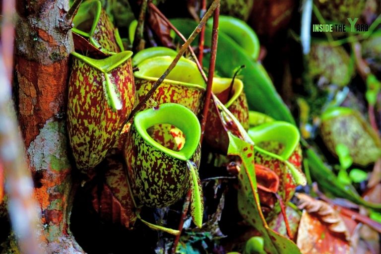 Pitcher Plants