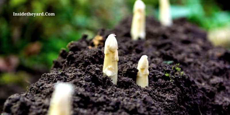 soil requirements for growing asparagus