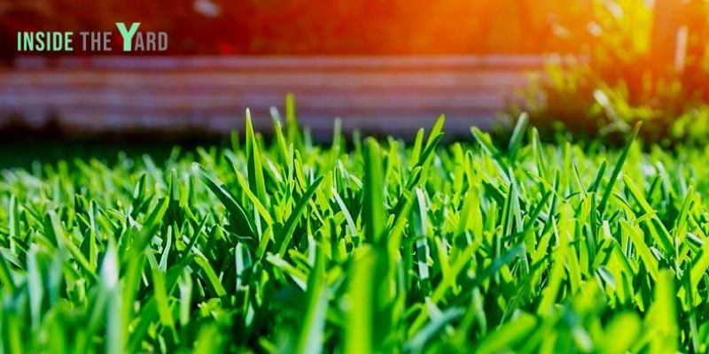 St Augustine Grass Pros and Cons