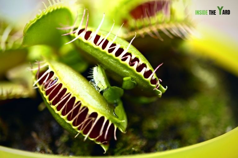 Venus Flytraps