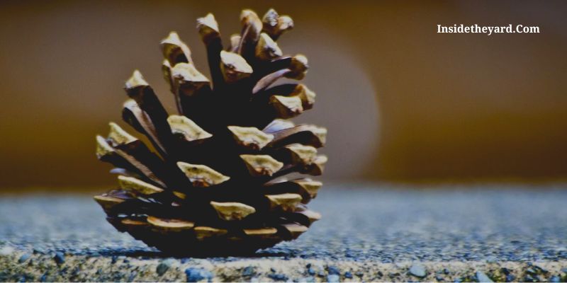 what is the purpose of pine cones