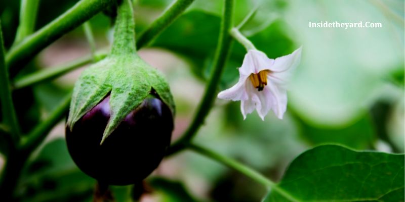 what not to plant besides eggplant