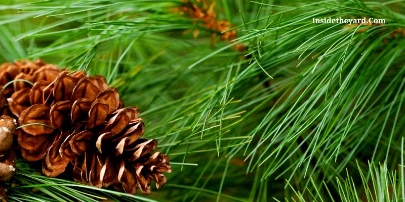 why plants don’t grow under pine trees