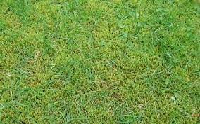outdoorstip Moss in lawn
