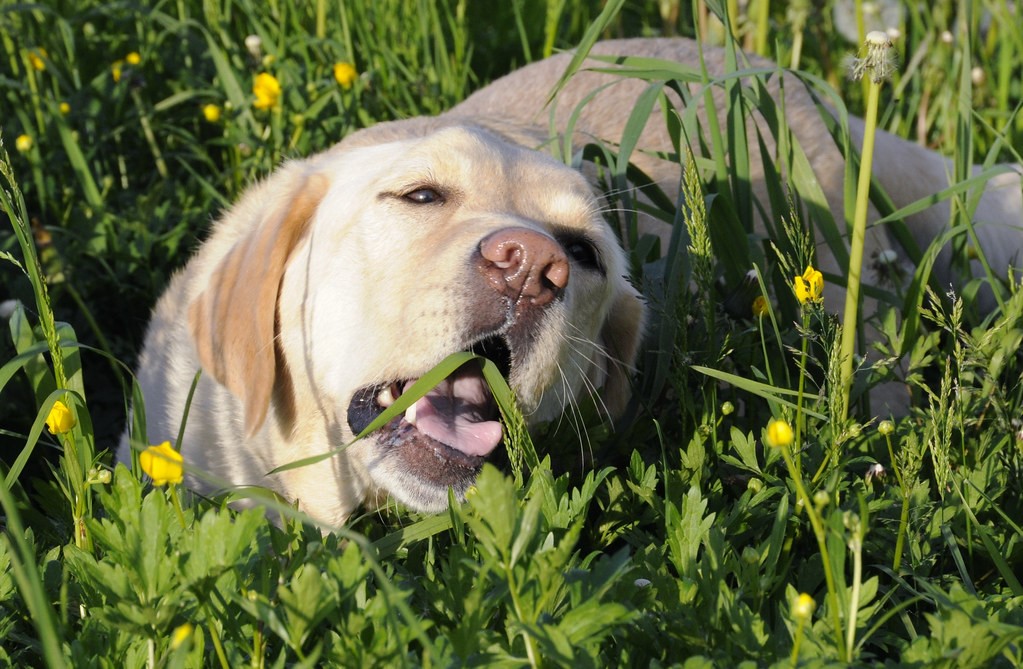 Can Dogs Eat Grass Seed Without Harm?