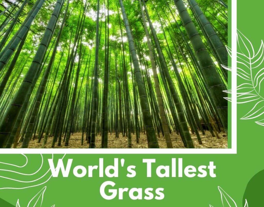 What Type of Grass Grows to Be the World's Tallest?